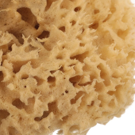 Bath Back Sponge Scrubber | by Anwer Fancy | Worldwide Shipping